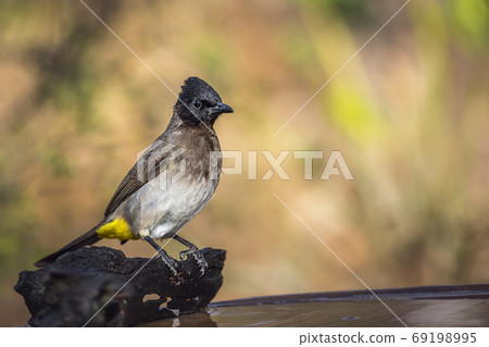 Dark capped Bulbul in Kruger National park, South Africa Dark capped Bulbul in Kruger National park, South Africa 69198995