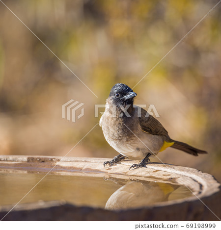 Dark capped Bulbul in Kruger National park, South Africa 69198999