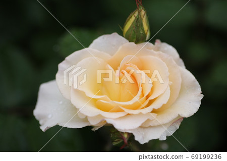 美國玫瑰大獎 69199236