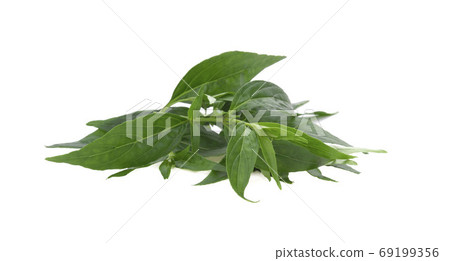 Andrographis paniculata plant on white background Andrographis paniculata plant on white background 69199356
