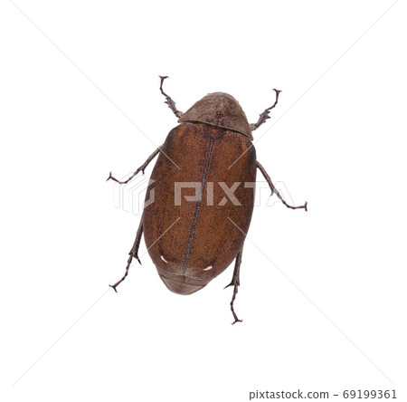 Cockchafer (Melolontha melolontha) isolated on white background Cockchafer (Melolontha melolontha) isolated on white background 69199361