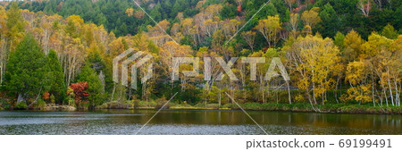 Shiga Kogen Kidoike's Shirakaba Autumn Leaves Shiga Kogen Kidoike's Shirakaba Autumn Leaves 69199491