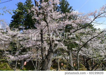Cherry blossoms at Fukuizumiji Cherry blossoms at Fukuizumiji 69199699