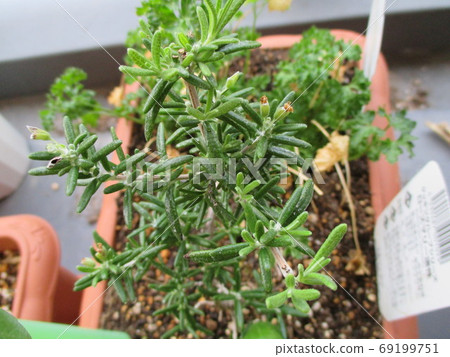 Kitchen garden veranda vegetable planter rosemary Kitchen garden veranda vegetable planter rosemary 69199751