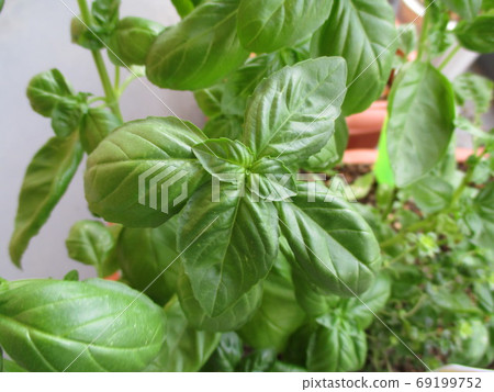 Kitchen garden veranda vegetable planter basil 69199752
