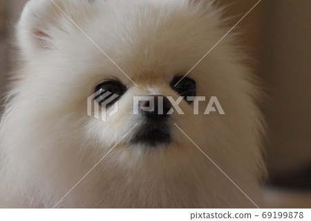 可愛的白狗 69199878