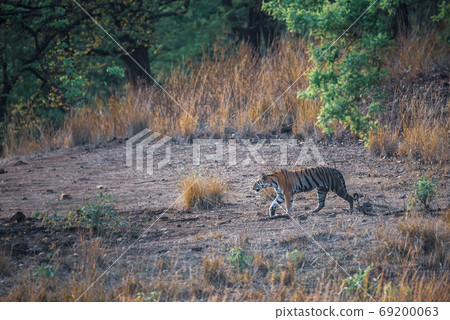 wild female tiger on evening stroll. She was walking in her territory in scenic landscape of kanha national park or tiger reserve madhya pradesh india - panthera tigris wild female tiger on evening stroll. She was walking in her territory in scenic landscape of kanha national park or tiger reserve madhya pradesh india - panthera tigris 69200063