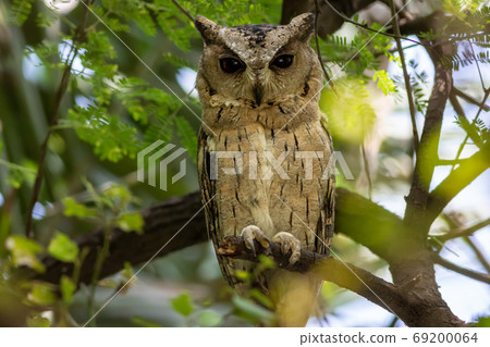 indian scops owl or Otus bakkamoena portrait perched on branch in a natural setting at keoladeo national park or bharatpur bird sanctuary rajasthan india indian scops owl or Otus bakkamoena portrait perched on branch in a natural setting at keoladeo national park or bharatpur bird sanctuary rajasthan india 69200064