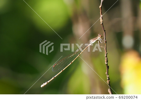 Hoshiomi Dragonfly (overwinter type) 69200074