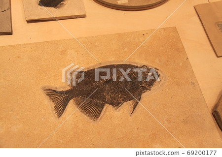 Genbudo博物館 69200177