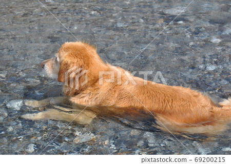 Dog cooling in the river Dog cooling in the river 69200215