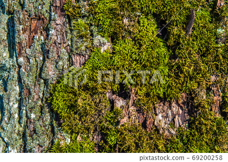 Tree bark covered with moss background Tree bark covered with moss background 69200258