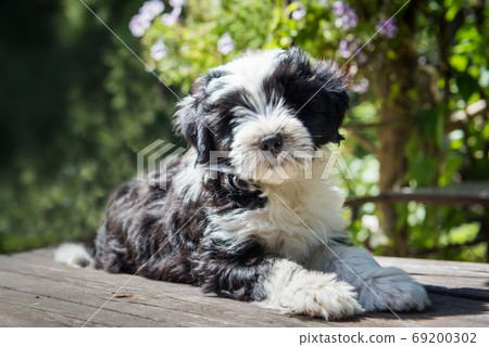 white funny Tibetan Terrier dog puppy is sitting at the table white funny Tibetan Terrier dog puppy is sitting at the table 69200302