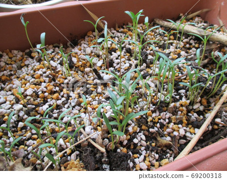 秋季盛開的波斯菊種子發芽播種機栽培 秋季盛開的波斯菊種子發芽播種機栽培 69200318