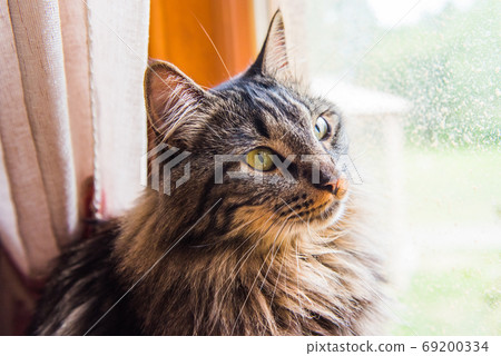 norwegian cat Sitting on Window Sill looking out norwegian cat Sitting on Window Sill looking out 69200334