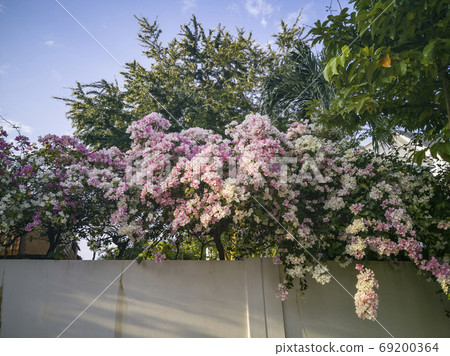 Inflorescence of Bougainvillea flowers on a wall fence Inflorescence of Bougainvillea flowers on a wall fence 69200364