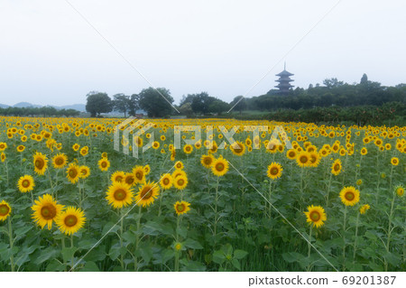 中華民國寺五層寶塔和向日葵田 中華民國寺五層寶塔和向日葵田 69201387
