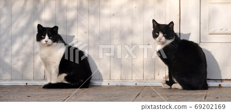 Black and white adult the same twins cats Black and white adult the same twins cats 69202169