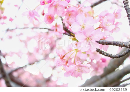 河津櫻花盛開 河津櫻花盛開 69202389