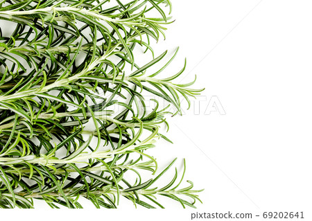 Green branch and leaves of rosemary isolated on a white background. Herbs. Flat lay. Top view 69202641
