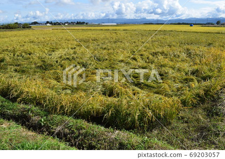 Rice ears that fell due to storm and flood damage 69203057