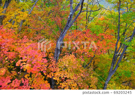 Autumn leaves fresh on the mountainside near Shiga Kogen Lotus Pond Autumn leaves fresh on the mountainside near Shiga Kogen Lotus Pond 69203245