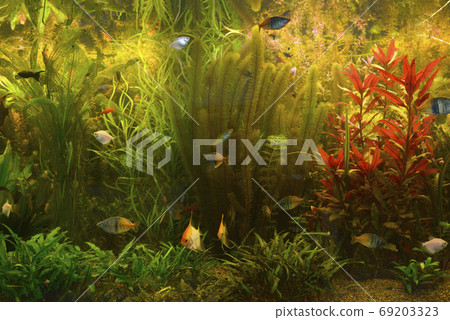 Green plants growing and pet fishes swimming in the aquarium 69203323