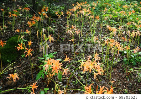 八ata山的大狐狸剃須刀 八ata山的大狐狸剃須刀 69203623