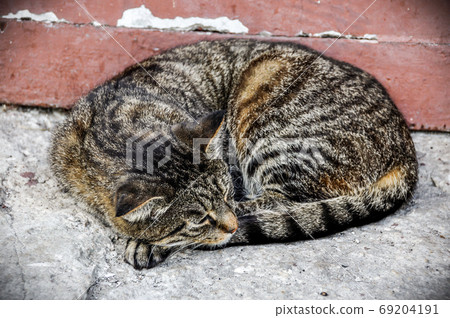 Tabby cat lying sleeping on the stairs by the porch 69204191