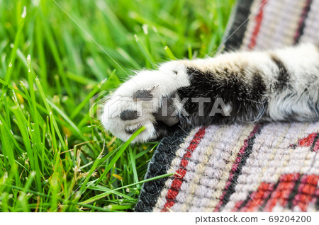 Cat paw against the background of green grass Cat paw against the background of green grass 69204200