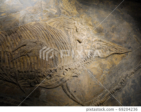 Yellow fruit strange stone museum 69204236