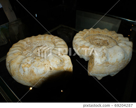 Yellow fruit strange stone museum 69204287