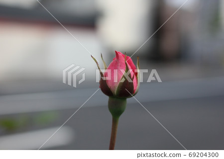 玫瑰花蕾一輪粉紅 照片素材 圖片 圖庫
