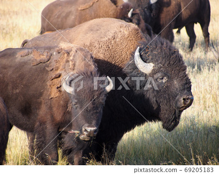 Buffalo in Grand Teton National Park Buffalo in Grand Teton National Park 69205183