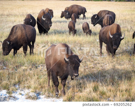 大提頓國家公園的水牛 大提頓國家公園的水牛 69205262