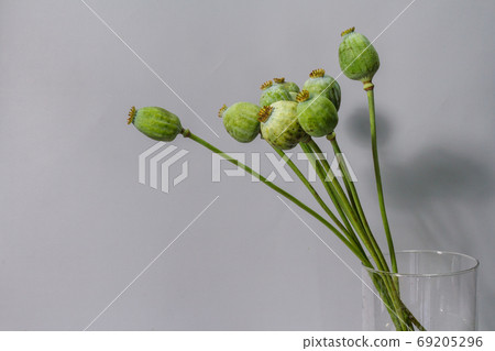 Still life with green huge poppy seed pods in glass vase on gray background, selective focus 69205296
