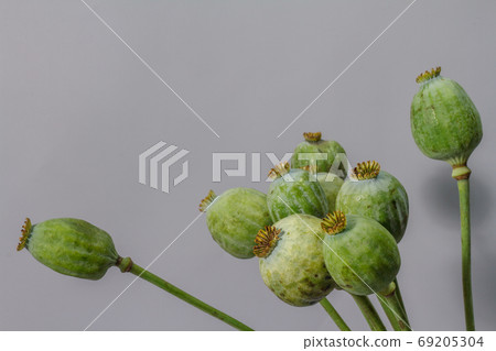 Still life with green huge poppy seed pods in glass vase on gray background, selective focus 69205304