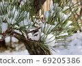 Winter pine 69205386