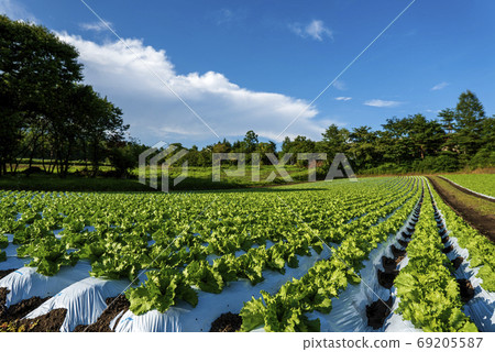Highland vegetable cultivation at the foot of Mount Asama Highland vegetable cultivation at the foot of Mount Asama 69205587
