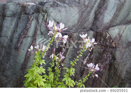 Cleome flower, also known as Oiranso and Fucho butterflies Cleome flower, also known as Oiranso and Fucho butterflies 69205931