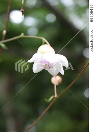 Astragalus flowers and buds Astragalus flowers and buds 69206456
