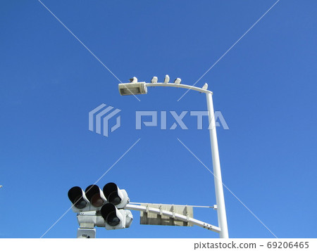 Seagulls resting above the traffic lights shining in the cloudless blue sky and relaxing 69206465