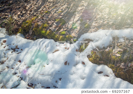 Melting snow with green moss 69207167