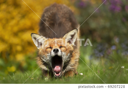 Close up of a red fox yawning Close up of a red fox yawning 69207228
