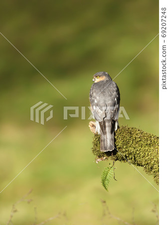Eurasian Sparrowhawk perched on a mossy post Eurasian Sparrowhawk perched on a mossy post 69207248