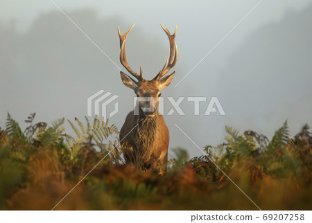 Red deer stag on a misty autumn morning 69207258