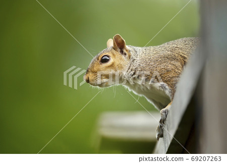 Grey squirrel sitting on a wooden fence Grey squirrel sitting on a wooden fence 69207263