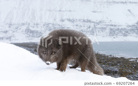 Close up of an Arctic fox in winter Close up of an Arctic fox in winter 69207264