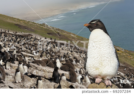 Close up of Southern rockhopper penguin standing on a rock 69207284