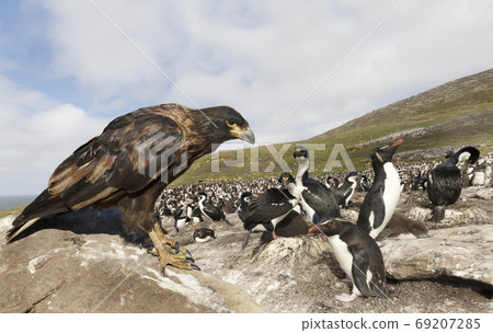 Striated Caracara perched on a rock and watching colony of penguins 69207285